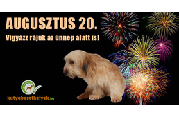 Így védd a kutyádat tűzijáték idején