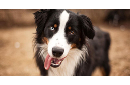 Miért védd a kutyád máját gyógynövényekkel?