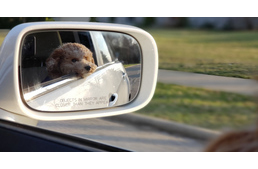 Te biztonságosan utazol kutyáddal?