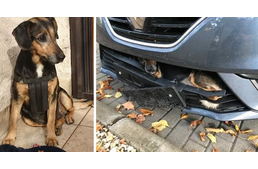 Egy karcolás nélkül megúszta a kutya, hogy elütötték