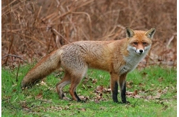 Ebzárlat lesz Dunakeszin!