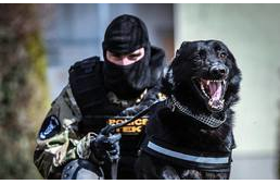 Megjelent a Bagira című könyv!