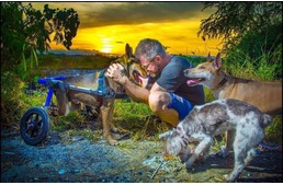 80 kóbor kutyát etet a férfi, 5 éve minden nap