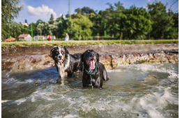 Kutyabarát strandok és fürdőhelyek Magyarországon - 2018