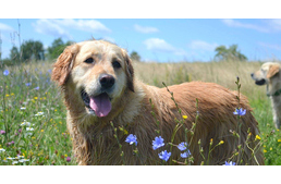 Mancsokkal a Balaton körül - két lány kutyáival kutyagolja körbe a Balcsit