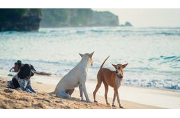 A szabadon kóborló, vagy a családban élő kutyák a boldogabbak?