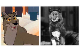 Balto, a hős kutya igaz története