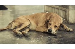 Új törvény Ohioban: börtönbüntetésre is ítélhetik az állatkínzókat