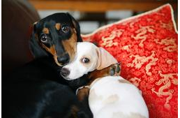 Önzetlen kutyáink egymást is jutalmazzák