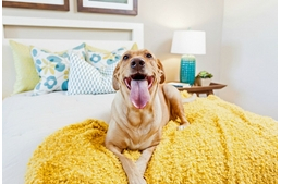 Kutyabarát albérletet keresel, vagy épp kínálsz? Itt a helyed!