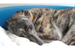 Nem talál gazdira a cuki agár, mert túl jó alvó