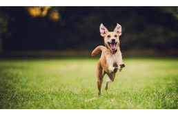 7 ok, amiért inkább lennék kutya