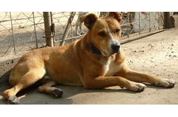 Csúszik a Tappancs!