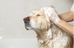 20 összetevő, amit kerülj el, ha kutya sampont választasz