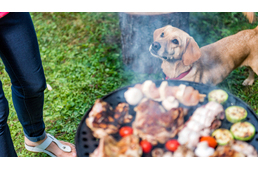 Grillparti és a kutyák - erre figyelj! 