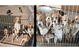 Botrány: ismét állatkínzáson kapták az egyszer már elítélt ex-állatorvost