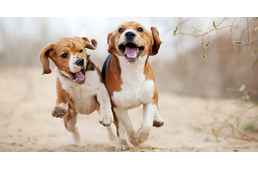 Miért hiperaktív a kutyám? – II. rész