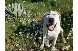 Internetes sztár lett a különleges arcú kutyából