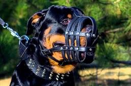 Újabb kutyatartási szigorítás Bécsben