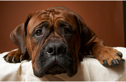 Halálos kimenetelű is lehet a gyomorcsavarodás