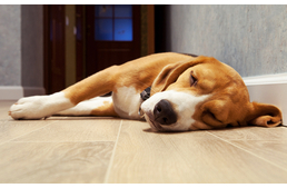 Kutyáknál is van influenza!