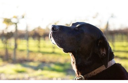 Képesek a kutyák kiszagolni az idő múlását?