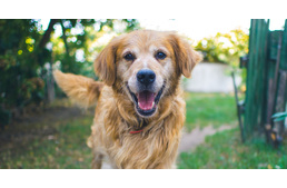 Online tartja meg idén a Felelős Állattartás Napját a Rex Alapítvány