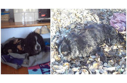 Fagyos iszapba ragadt berni pásztort mentettek