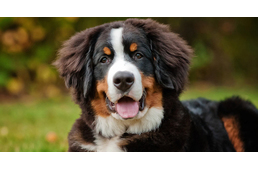 Mindent tudsz már a kedvencedről? Tanulj a kutyákról a legnevesebb szakértőktől!