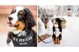 Egy berni pásztor kölyök lett a luxushotel kabalája