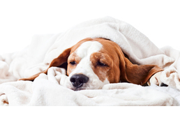 Karantén a Győri Állatmenhelyen