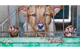 Betiltották a kutyahús-árusítást az egyik legnagyobb piacon Dél-Koreában