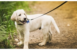 Nem mindegy a póráz (sem)