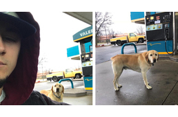 Bilétája mentette meg az elveszett kutyát - nem hétköznapi módon!
