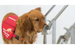 Kutyákat képezhetnek ki a koronavírus kiszagolására