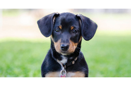 Újraindul az örökbefogadás az Illatos úton – a járványra való tekintettel szigorú szabályokkal