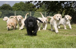 Út a hivatás felé - Kiskutyák nevelőszülőknél