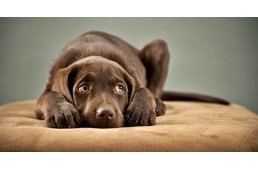 Mit tehetsz, ha kutyád fél a vihartól?