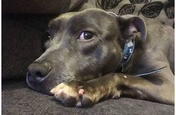 Tudta nélkül altatták el a depressziós férfi kutyáját