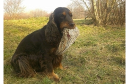 Mikor a vadászkutyák "szabadságra" mennek 