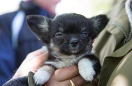 Bolhapiaci szaporítókat buktattak le az állatvédők