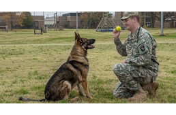 Kitüntetést kapott négy Afganisztánban szolgált bombakereső kutya