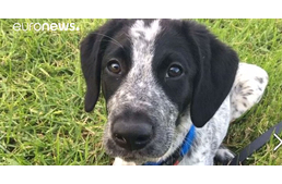 Lelőttek egy repülőtéri bombakeresőnek tanuló kölyökkutyát - hatalmas a felháborodás