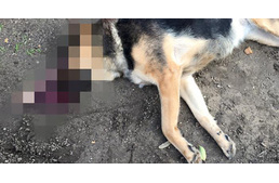 Kutyagyilkosság Budapesten: már közel 1 millió a nyomravezetőnek!