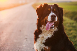 Keresik Magyarország négylábú filmcsillagát