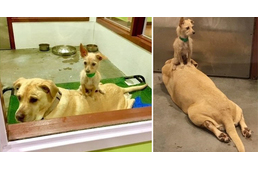 Egymás nélkül sehova - egy mesébe illően hűséges kutyapáros