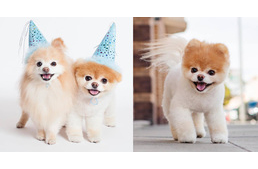 Átkelt a szivárványhídon az internet legnépszerűbb kutyája