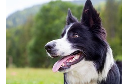 Átveszi a kutya a gazdi stresszes állapotát