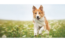 A fáradt kutya jó kutya - hogy érhető el, hogy valóban lefáradjon kedvencünk?