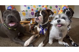 Így reagált az egy éves boxer a szülinapi meglepetésére